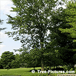 Pictures of Elm Trees: Elm Tree