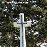 Types of Fir Trees: Religious Cross with Fir Tree in the Background