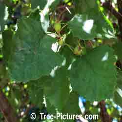 Pictures of Hawthorn Trees: Thorny Garden Hawthorn Tree Leaf, Leaves, Berriers