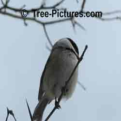 Hawthorn Tree: Chickadee Protected by Sharpe 2 inch Long Hawthorns