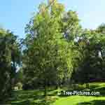  picture of a hickory tree