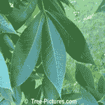 Hickory Tree Pictures: Leaf of the Shagbark Hickory Tree Type