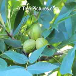 Hickory Tree Pictures: Shagbark Hickory Nuts | Tree:Hickory+Shagbark+Nuts at Tree-Pictures.com