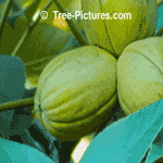 Hickory Tree Pictures: Nut of Shagbark Hickory Tree Type