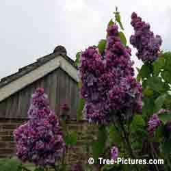 Lilac Trees, Double Purple Lilac Blooms of Fragrant Lilac Tree | Bush:Lilac+Bloom+Double+Purple at Tree-Pictures.com
