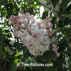 Lilacs: Pink Lilac Tree Blooms | Tree:Lilac+Blossoms+Pink at Tree-Pictures.com