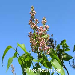 Lilac Trees, Bushes, Shrubs; Pink Blooms of Fragrant Lilac Tree | Bush:Lilac+Blossom+Pink at Tree-Pictures.com
