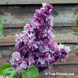 Lilac Trees, Bushes, Shrubs; Purple Blooms of Fragrant Lilac Tree | Bush:Lilac+Bloom+Purple at Tree-Pictures.com