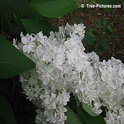 Lilac Trees, Bushes, Shrubs; White Blooms of Fragrant Lilac Tree | Bush:Lilac+Bloom+White at Tree-Pictures.com