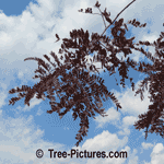 Locust Tree Pictures: Pretty Garden Lanscape Purple Honey Locust Tree Variety
