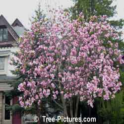 Magnolia Tulip Tree: Beautiful Early Pink Magnolia Spring Blossoms