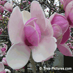 Tulip Magnolia Blossoms | Tree-Magnolia-Tulip-Blossom @ Tree-Pictures.com