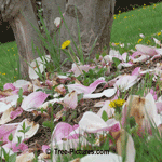 Magnolia Tree Pics: Close up image of Magnolia Trees Blossom Petals in Spring