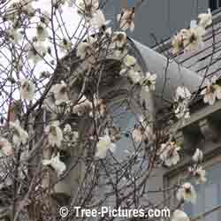 Magnolias: White Magnolia Blossoms Landscape Photo