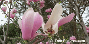 Magnolia Flower: Alexandrina Magnolias Blossom Picture