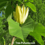 Magnolia Flower: Elizabeth Magnolia Yellow Blossom Picture