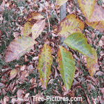 Pictures of Magnolia Trees; Fall Picture of Elizabeth Magnolia Tree Leaf Leaves