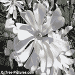 White Magnolia Flower | Tree-Magnolia-Blooms @ Tree-Pictures.com