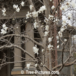 Magnolia Tree Picture: White Blossom of the Star Magnolia