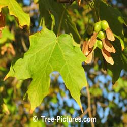 Picture of Maple Trees: Black Maple Identification | Tree:Maple+Black+Leaf+Seed @ Tree-Pictures.com