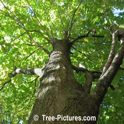 Picture of Maple Tree: Black Maple Tree Type Photo, 15+ metres high | Tree:Maple+Black @ Tree-Pictures.com