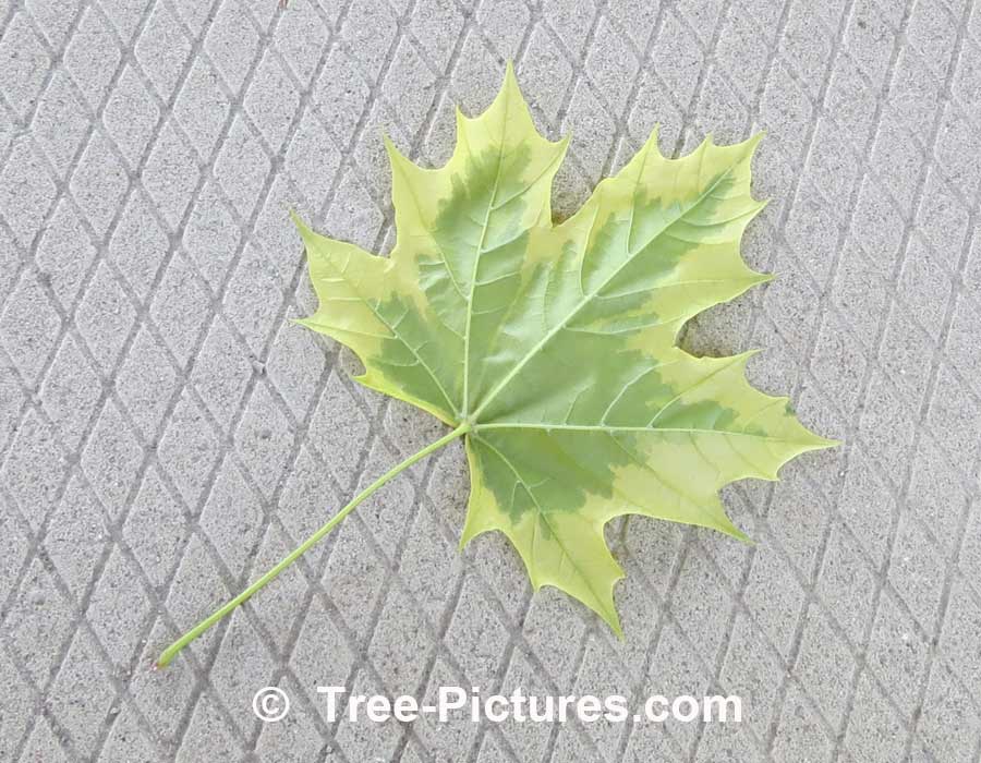 Maples: Variegated Leaf of the Harlequin Maple Tree | Maple Trees at Tree-Pictures.com
