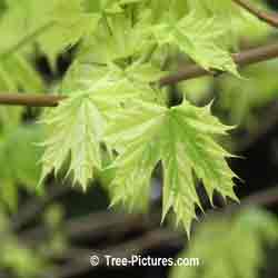 Maples: Harlequin Maple Tree Leaves | Tree:Maple+Harlequin+Leaves @ Tree-Pictures.com