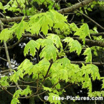Maple Tree Pictures: Two Toned Leaves of the Harlequin Maple