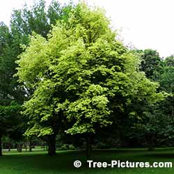 Maples: Harlequin Maple Tree | Tree:Maple+Tree+Harlequin @ Tree-Pictures.com