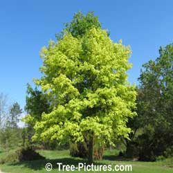 Maples: Harlequin Maple Tree Type Picture, 12-15 metres high | Tree:Maple+Harlequin @ Tree-Pictures.com