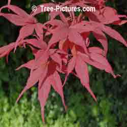 Bloodred Japanese Maple Leaves | Maple Trees at Tree-Pictures.com