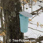 Maple Syrup: Production of Syrup Starts with Collection of the Spring Sugar Maple Sap with a Sap Bucket, Sugar Maple Tree Sap is collected and then Boiled Down into Syrup