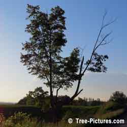 Old Maple Tree, Large Maple Tree Species planted on Farm Rural Road lot line, 12-16 metres high(50') planted about 50+ years ago with some wood decay, Ontario, Canada | Maple Trees @ Tree-Pictures.com