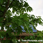 Maple Tree Pictures: Maple Tree Leaves and Solar Panels