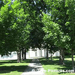 Maple Tree Pictures: Maple Trees in Summer