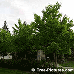 Maple Tree Pictures: Row of Maples
