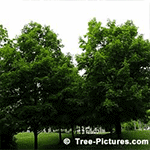 Maple Tree Pictures: Maple Trees