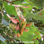 Maple Tree Seeds: Photos of Maples Pods in Autumn
