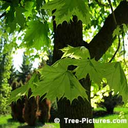 Maple Tree Leaves in Summer | Maple Trees at Tree-Pictures.com
