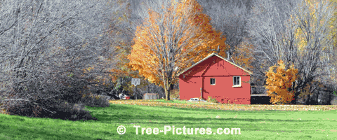 Maple Tree Farm Landscape in Autumn| Tree:Maple+Autumn at Tree-Pictures.com