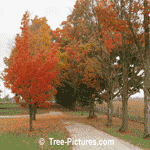 Maple Tree Pictures: Fall's Colorful Maple Tree Lane
