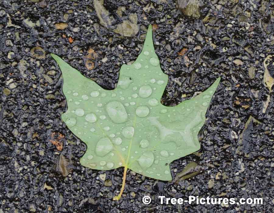 Maple Tree: Green Maple Leaf After The Rain | Maple Trees at Tree-Pictures.com