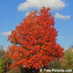 Maple Trees, Red Leaf Maple Tree Photo, Sugar Maple variety produces Maple Syrup | Maple Trees at Tree-Pictures.com