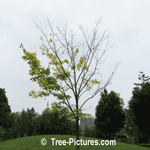 Maple Trees; Picture, Photo of Maple Trees Disease Starting From Top and Outer Branches