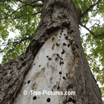Maple Trees; Picture, Photo of Maple Trees Wood Bugs Disease, Wood Boring Beetles Kills Trees, Disease Starts From Top and Outer Branches