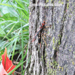 Maple Trees; Picture of Asian Longhorn Bettle, a Wood Boring Bug that Kills Maples