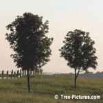 Sugar Maples Trees, Maples Trees planted in Farm Field, 6-8 metres high(25') planted about 20-25 years ago, Toronto, Ontario. Canada | Maple Trees @ Tree-Pictures.com
