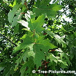Tree Photos, Red Maple Tree Leaves