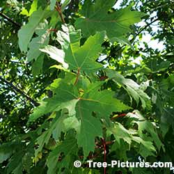 Leaves From A Red Maple Tree | Tree: Maple+Red+Leaves @ Tree-Pictures.com