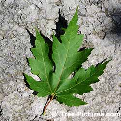Leaf From A Red Maple Tree | Tree: Maple+Red+Leaf @ Tree-Pictures.com
